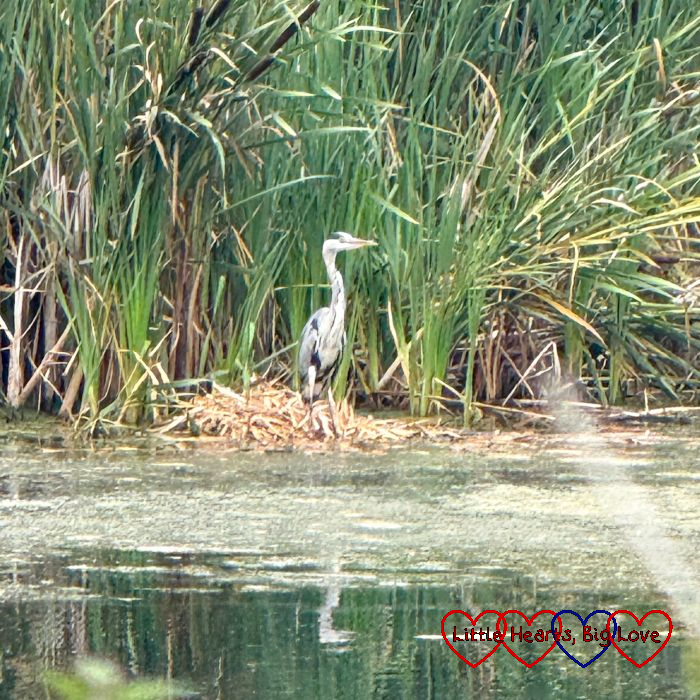 A heron on a riverbank