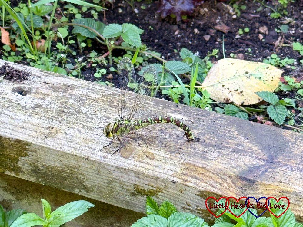 A dragonfly