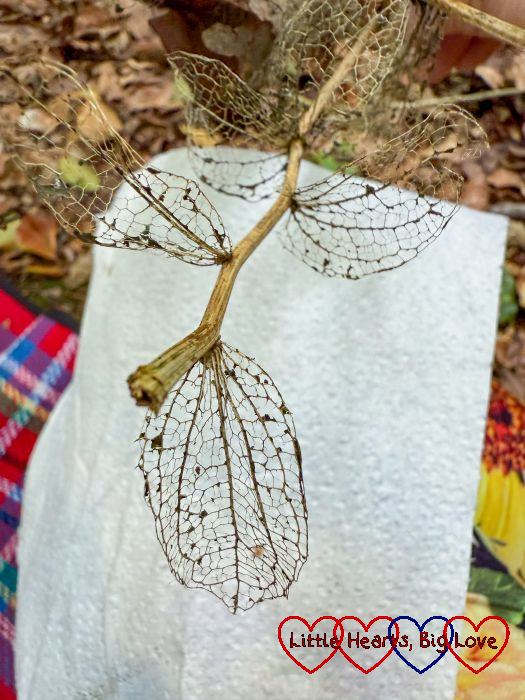 Leaf skeletons