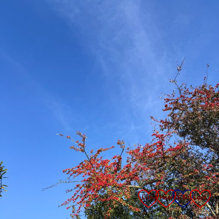 A blue sky above a tree covered in red berries