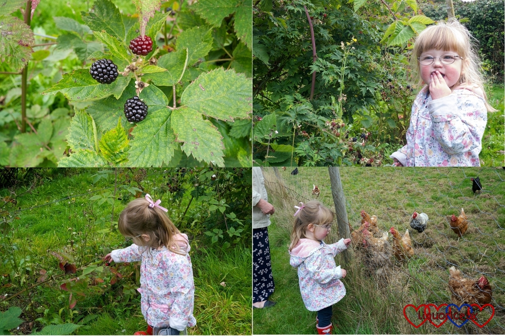 Blackberry picking - Little Hearts, Big Love