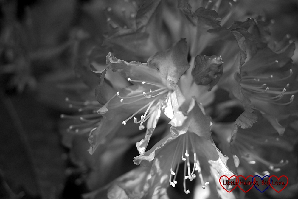 Rhododendron in black and white - Black & White Photography Project #48