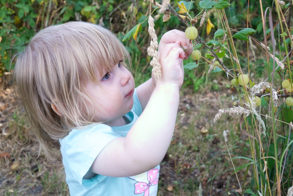 Toddler picking gooseberries - Silent Sunday 12/07/15