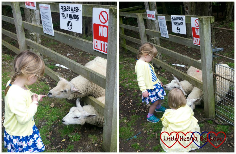 Feeding the sheep at Langleybury Children's Farm - Little Hearts, Big Love