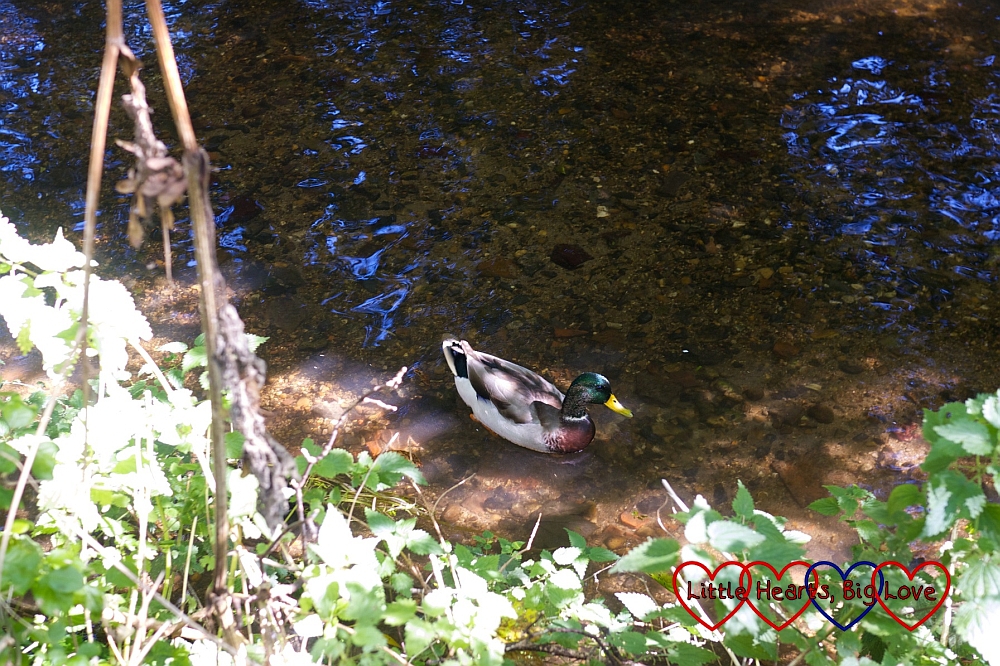Ducks on the river - A walk along the river - Little Hearts, Big Love