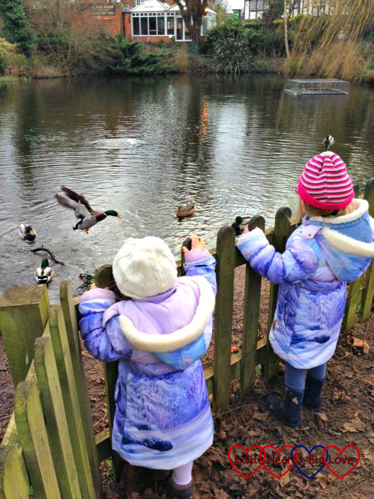 Watching the ducks - The Friday Focus 05/02/16 - Little Hearts, Big Love