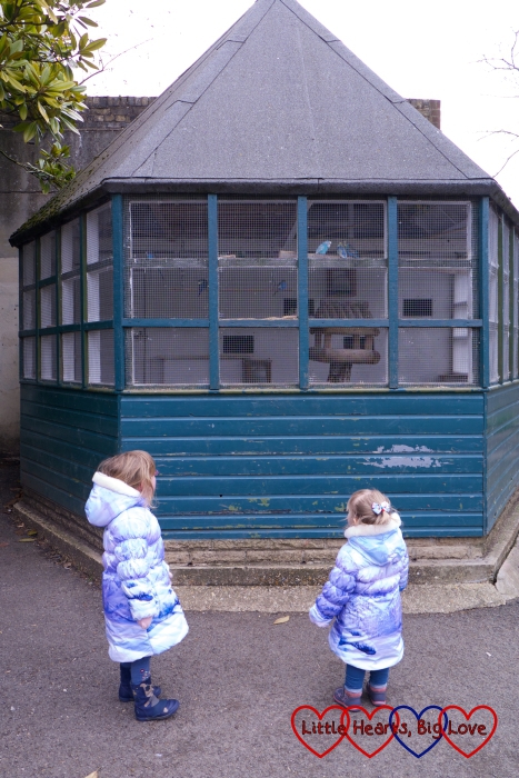 Seeing the budgies in the aviary at Pinner Memorial Park