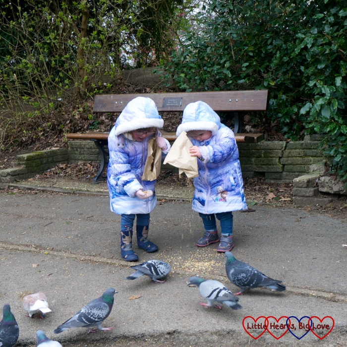 Feeding the ducks and pigeons at Pinner Memorial Park