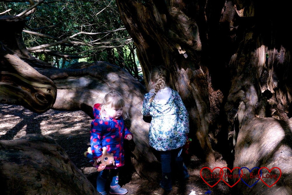 Finding a natural den in the heart of a yew tree