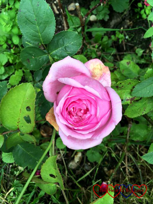 A Pretty Jessica rose in bloom
