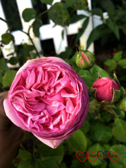 A pink Pretty Jessica rose blooming in the garden with two rose buds behind it