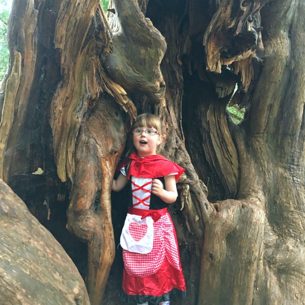 Little Red Riding Hood inside a tree looking for the Big Bad Wolf