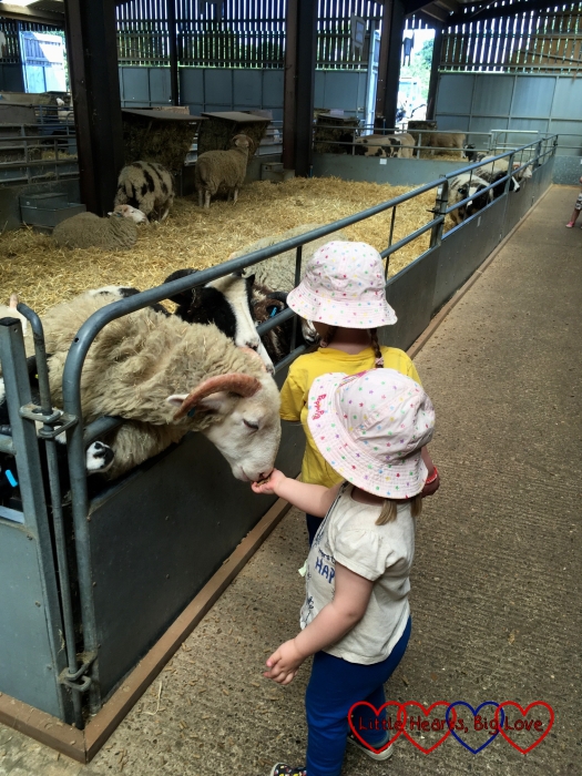 Jessica and Sophie feeding the sheep and goats in the animal feed barn