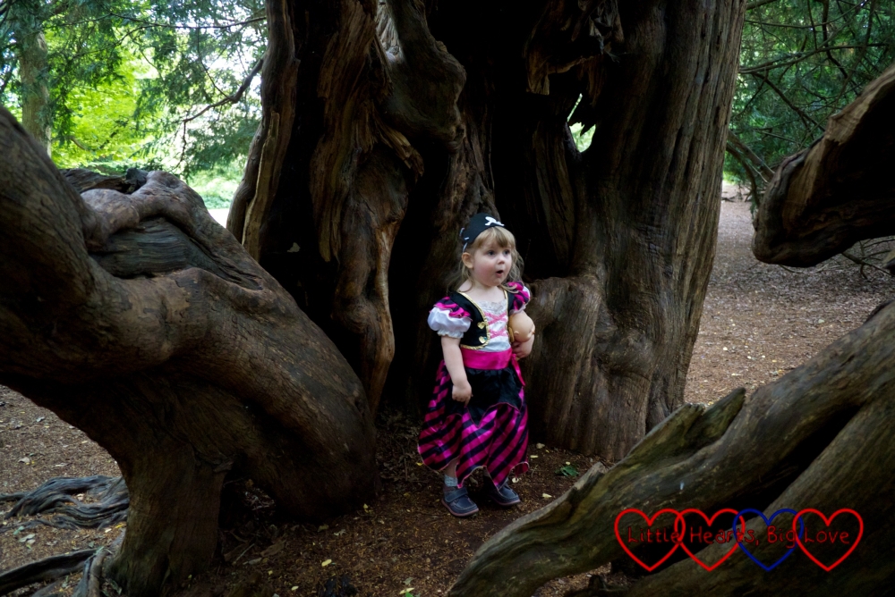 Sophie in her pirate costume standing inside the trunk of the yew tree