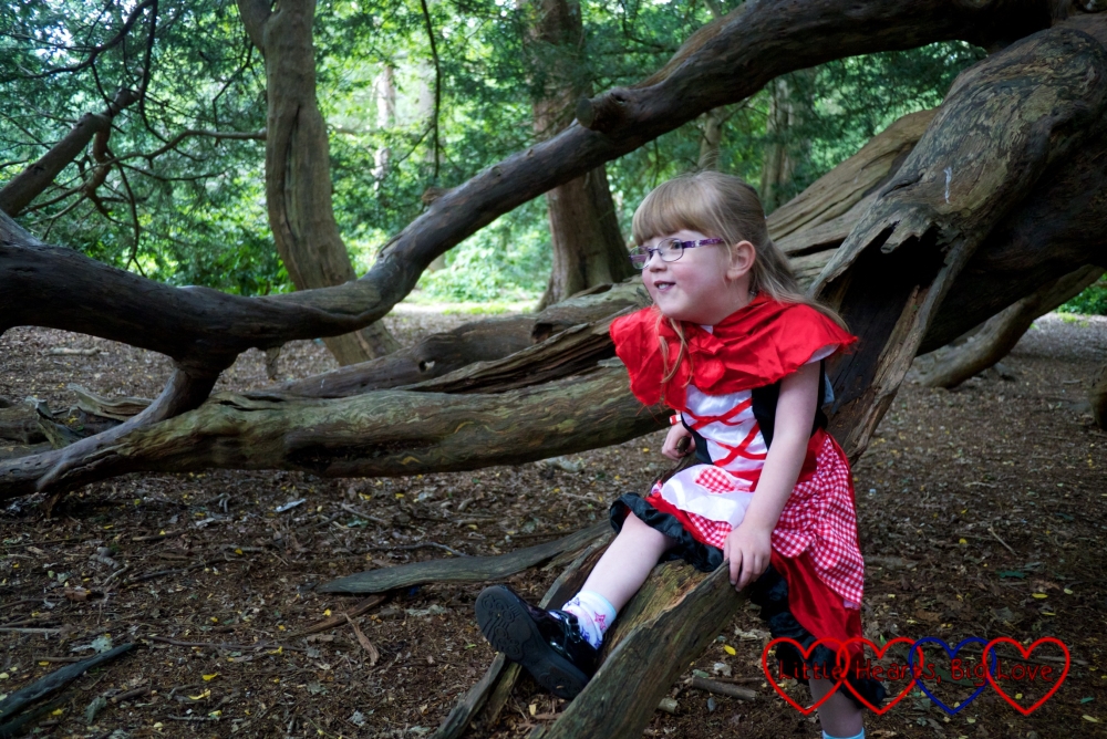 Jessica in her Red Riding Hood costume sitting on the "slide" in the yew tree