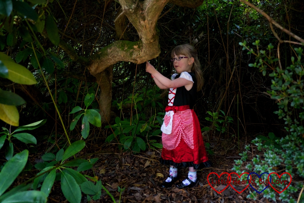 Jessica in her Little Red Riding Hood costume standing inside one of the gaps in the bushes looking for the Big Bad Wolf
