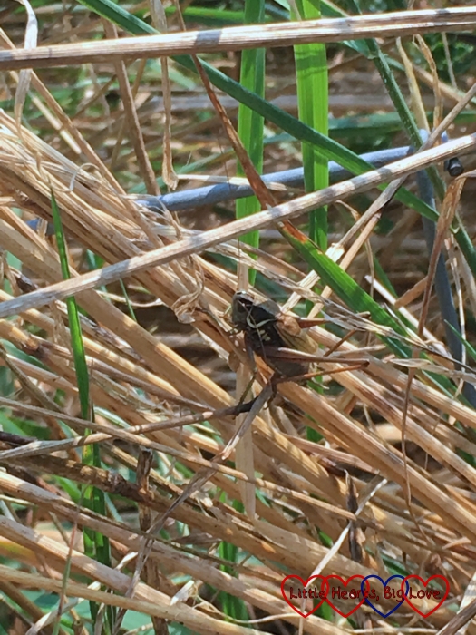 A cricket sitting in the long grass