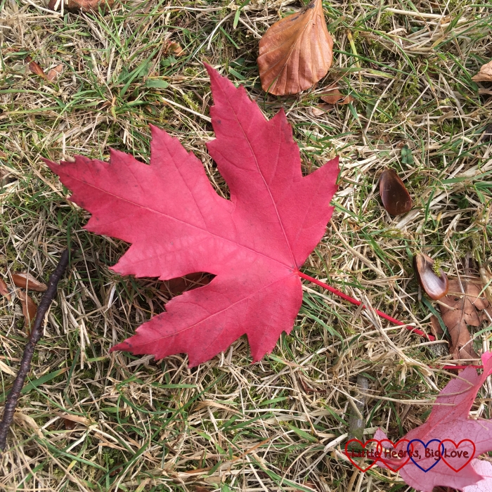 A pretty red maple leaf lying on the ground