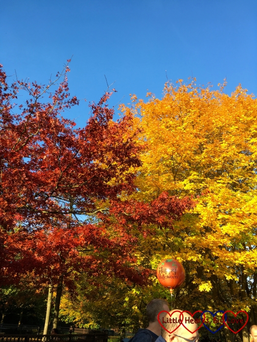 Two trees with red and yellow leaves