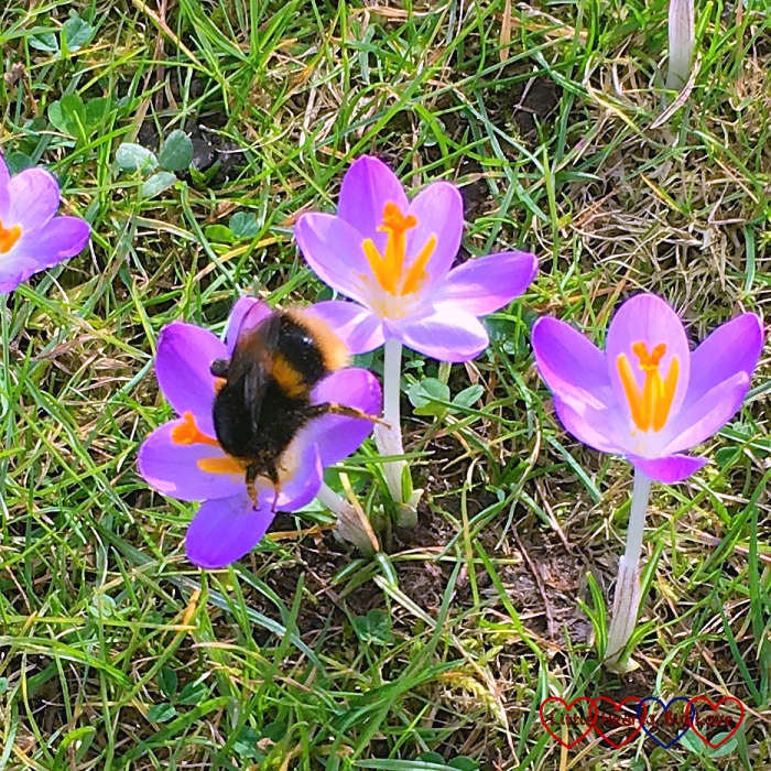 A bee collecting nectar from a purple crocus