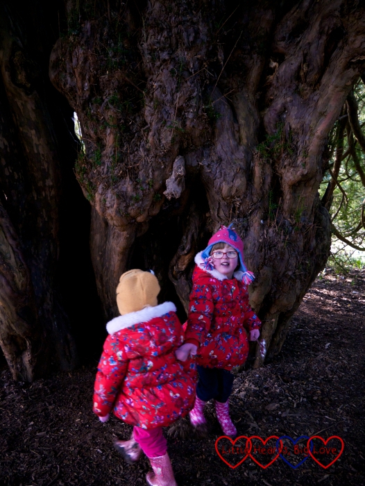 Jessica and Sophie taking a closer look at the Ankerwycke Yew