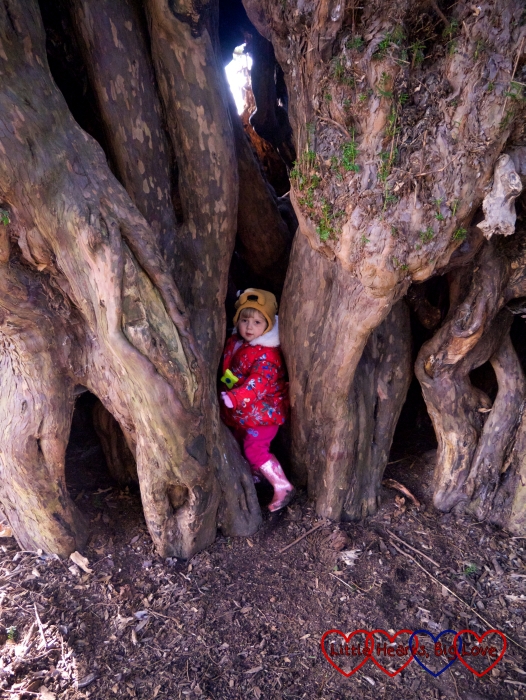 Sophie trying to get inside the yew