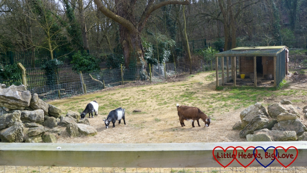 Goats at Brent Lodge Park Animal Centre