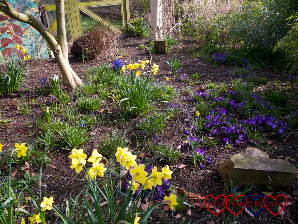 Daffodils, crocuses and bluebells at Brent Lodge Park Animal Centre