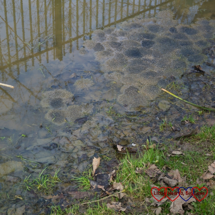 Frogspawn in the stream at Brent Lodge Park
