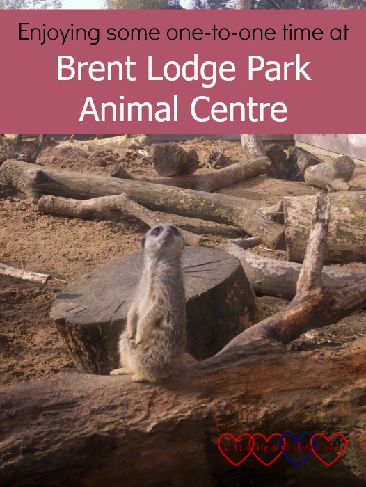 A meerkat at Brent Lodge Park Animal Centre