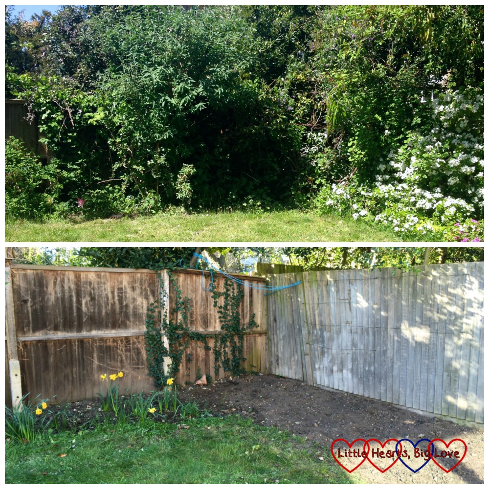 The before and after photos of the garden showing the garden two years ago with trees and large shrubs hiding the corner and the garden now with the area in front of the fence completely clear
