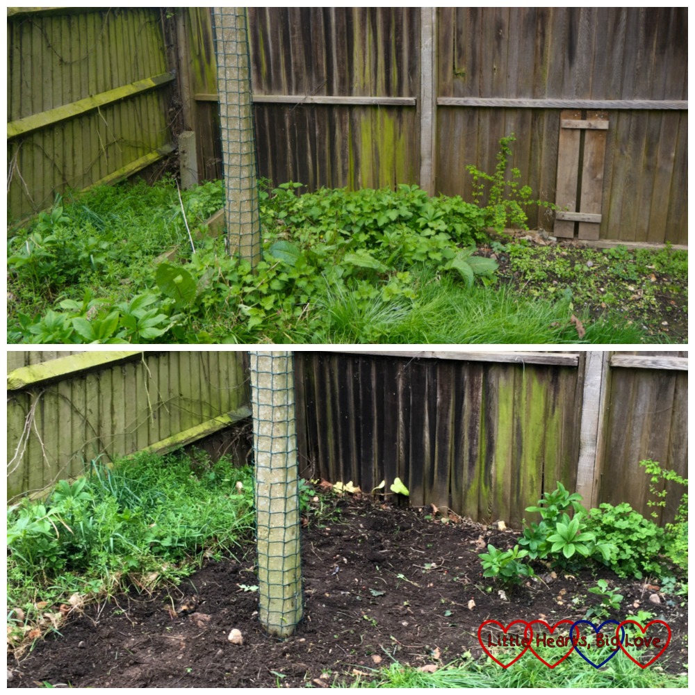 The overgrown corner of my garden - before and after photos showing partial clearance 