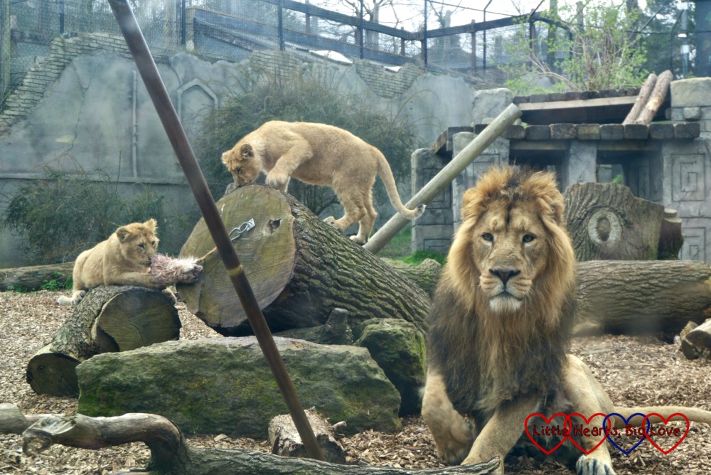 An adult male lion and two lion cubs at Chessington