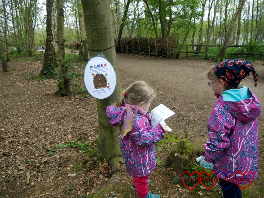 Sophie looking on the map for the animals on the Easter trail