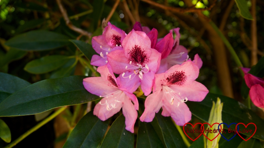 A close up of one of the rhododendrons at Langley Park
