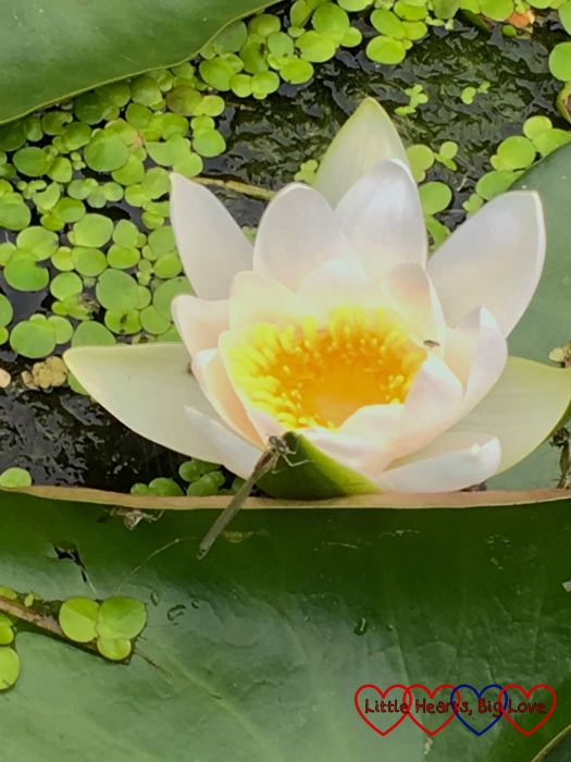 A waterlily with a damselfly