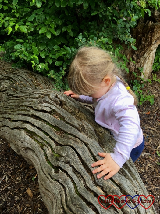 Sophie looking inside the grooves on one of the logs