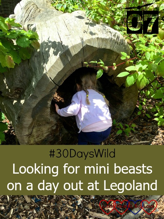 Sophie looking inside a hollowed out log - "#30DaysWild - Looking for mini beasts on a day out at Legoland"
