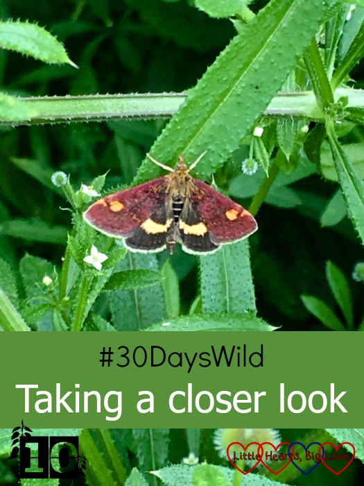 A small purple and gold mint moth - "#30DaysWild - Taking a closer look"