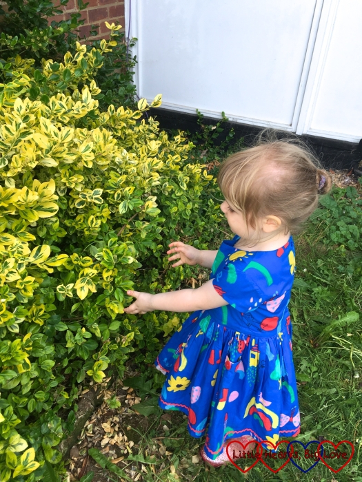 Sophie inspecting a bush in the garden