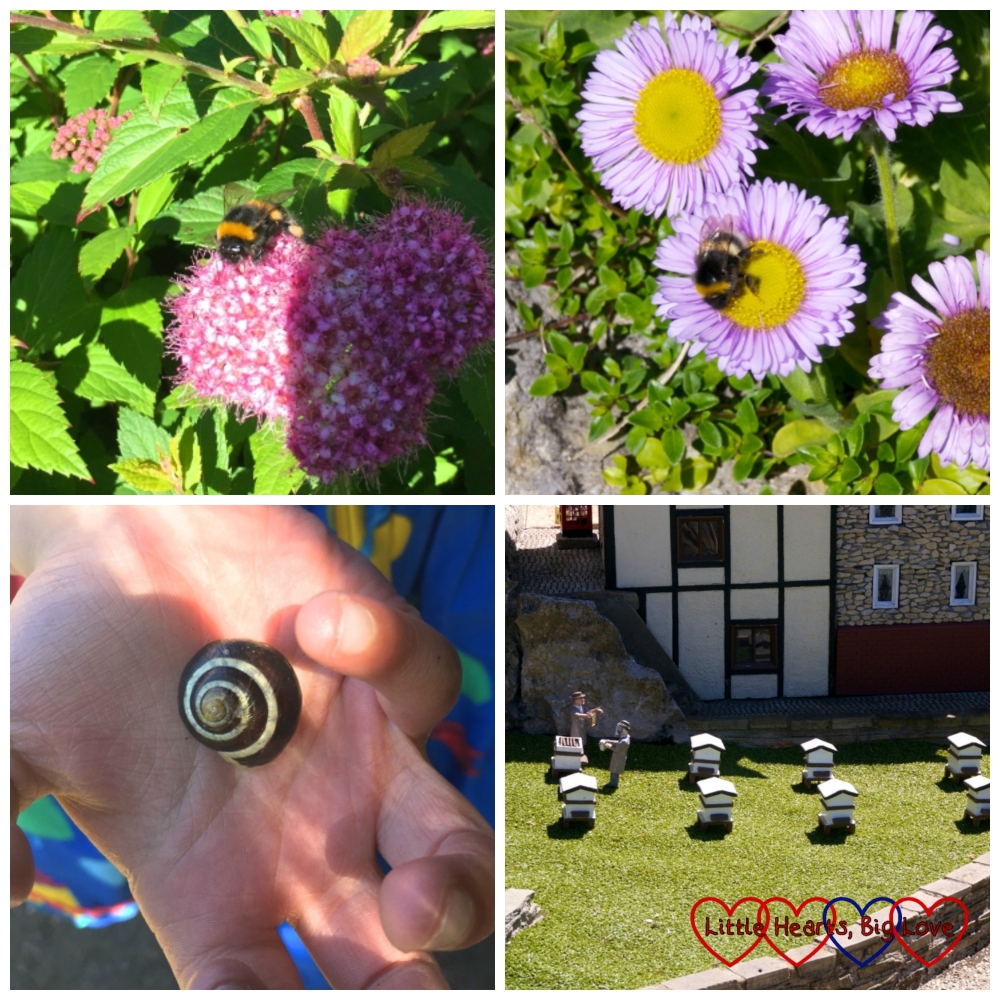 (top left) A bumble bee on some wildflowers; (top right) a bumble bee on some wildflowers; (bottom left) Jessica holding a brown and cream snail shell; (bottom right) Miniature bee hives