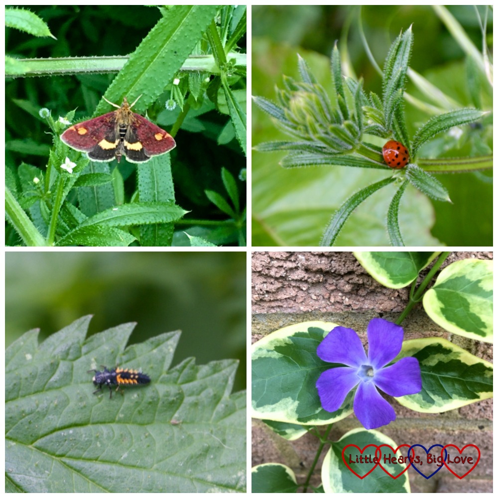 (top left) A small purple and gold mint moth; (top right) A ladybird on a leaf; (bottom left) Harlequin ladybird larva; (bottom right) A periwinkle flower