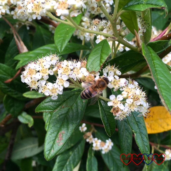 A honey bee in the pyracantha