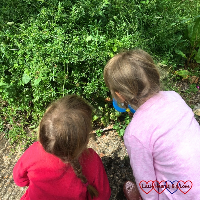 Jessica and Sophie looking closely at the weeds to see if they can spot ladybirds