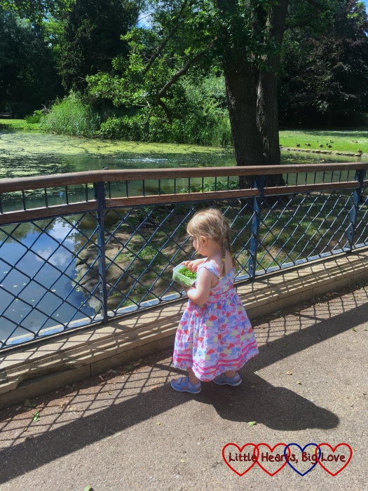 Sophie standing on the bridge looking at the ducks