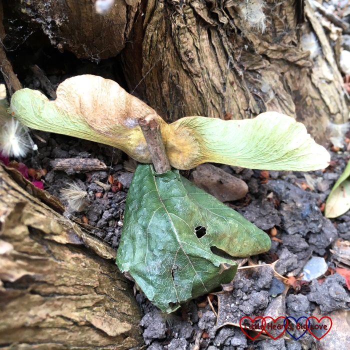 A nature fairy made from a twig, sycamore seed and leaf