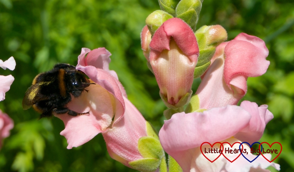 A bumble bee on a pale pink flower