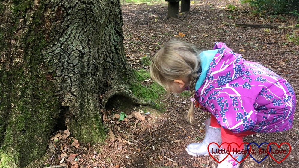 Sophie looking at a "fairy hole" in a tree