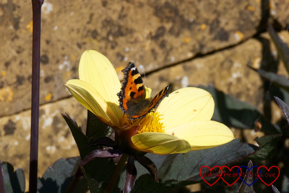 A butterfly on a yellow flower