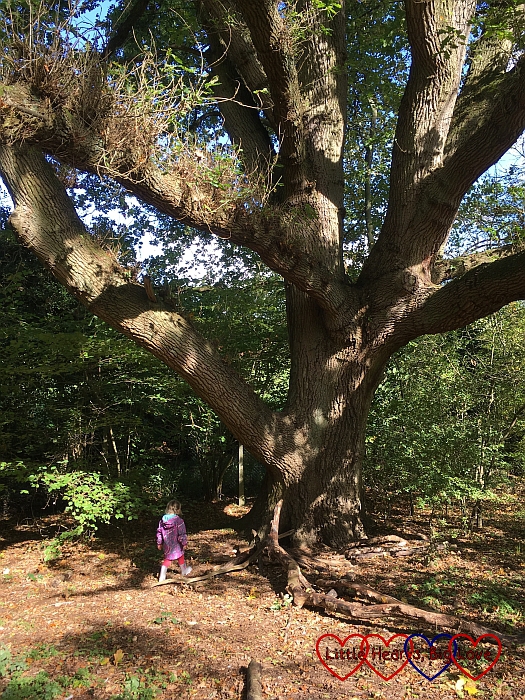 Sophie standing next to a huge oak tree in the woods at Chiltern Open Air Museum